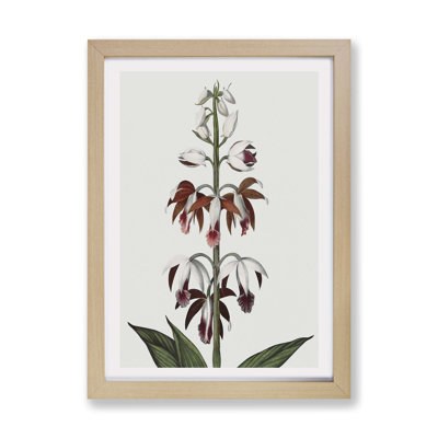 A Chinese Limodoron Plant by R.J. Thornton - Single Picture Frame Painting