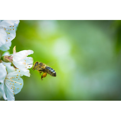 Honey Bee - Wrapped Canvas Print