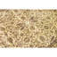 Hand Knotted Wool Area Rug in Beige