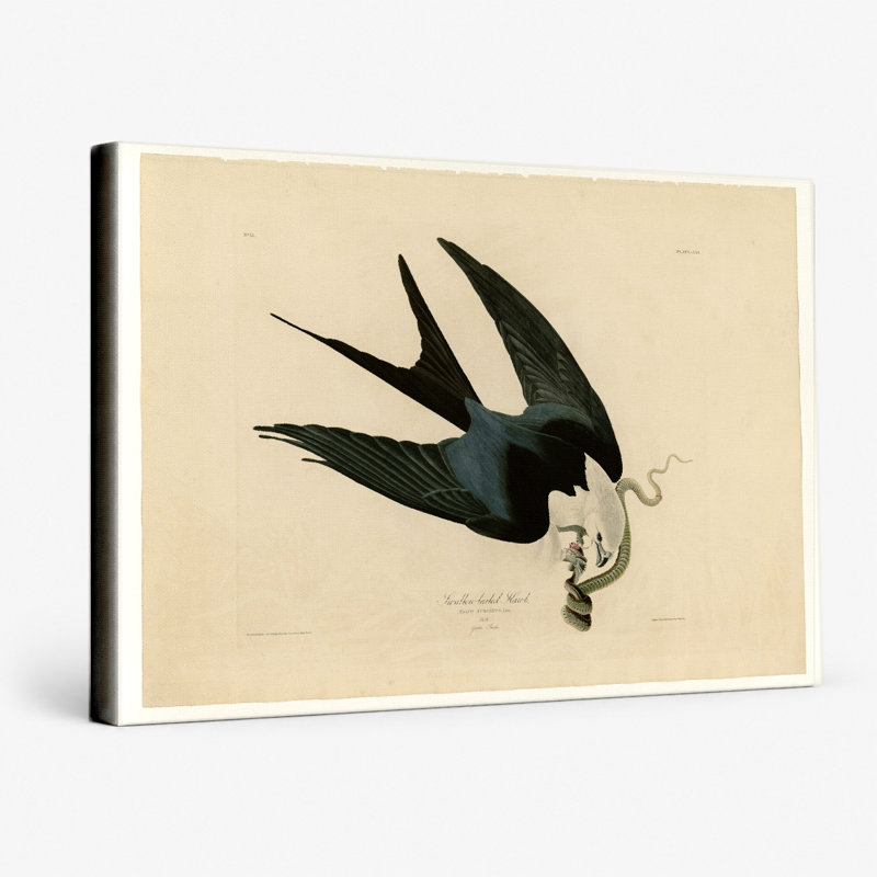 Fauve à queue d'hirondelle (plaque Lxxxi) - art mural sur toile paysage, 18" W x 12" H