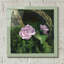 Art mural en verre acrylique «Country Rose» par Art and a Little Magic-333012273