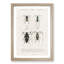 Beetle Illustrations PL.12 by Charles D'Orbigny - Single Picture Frame Print-55544084-55544086