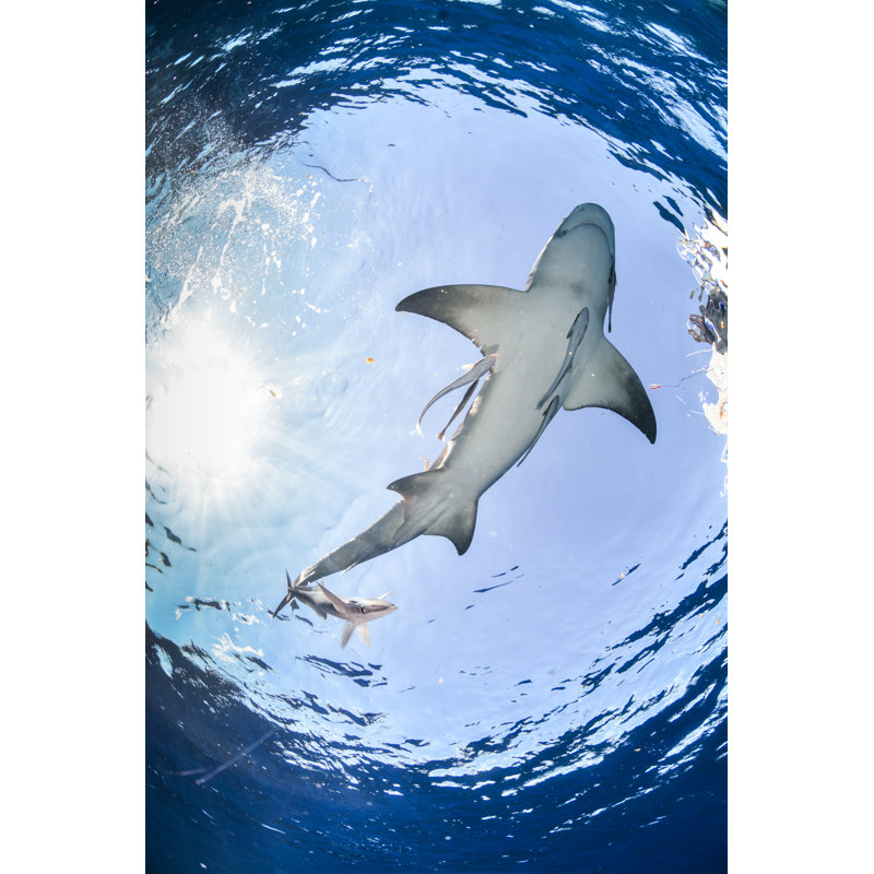 Requin - photographie sur toile tendue, H 18 po x l 12 po