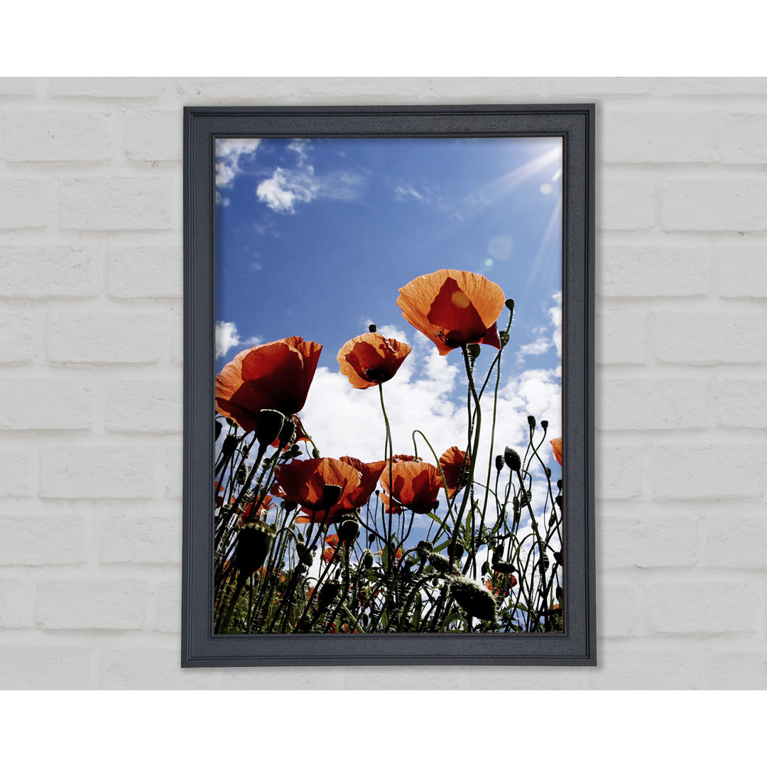 Gerahmtes Wandbild Orange Poppy Skies