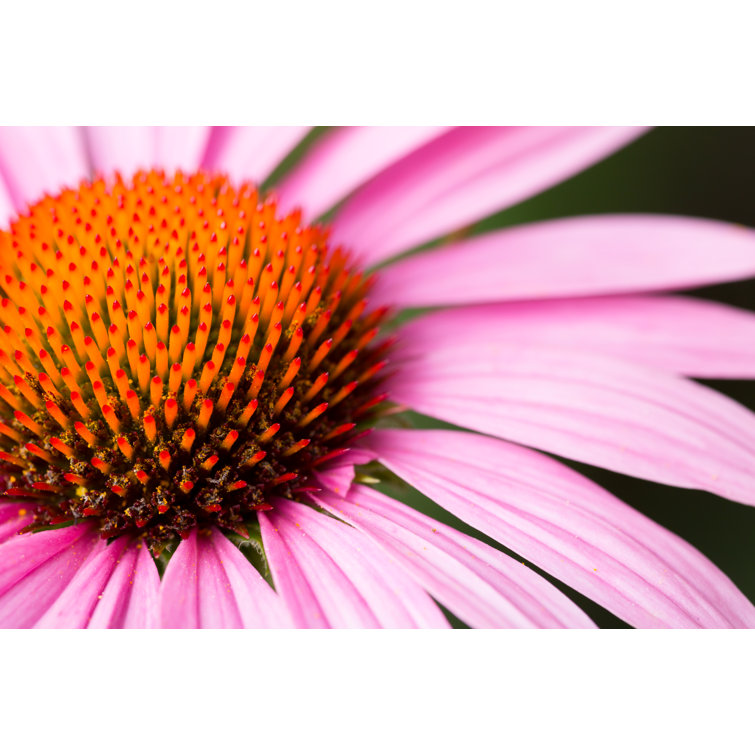 Macro Purple Cornflower - Wrapped Canvas Print