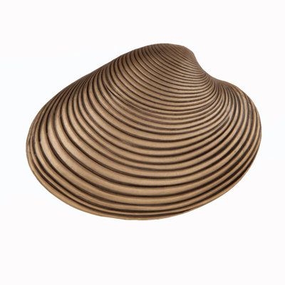 Poignée d'armoire Clam Shell