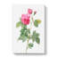 Bourbon Rose In Pink by Pierre-Joseph Redoute - Wrapped Canvas-55361733