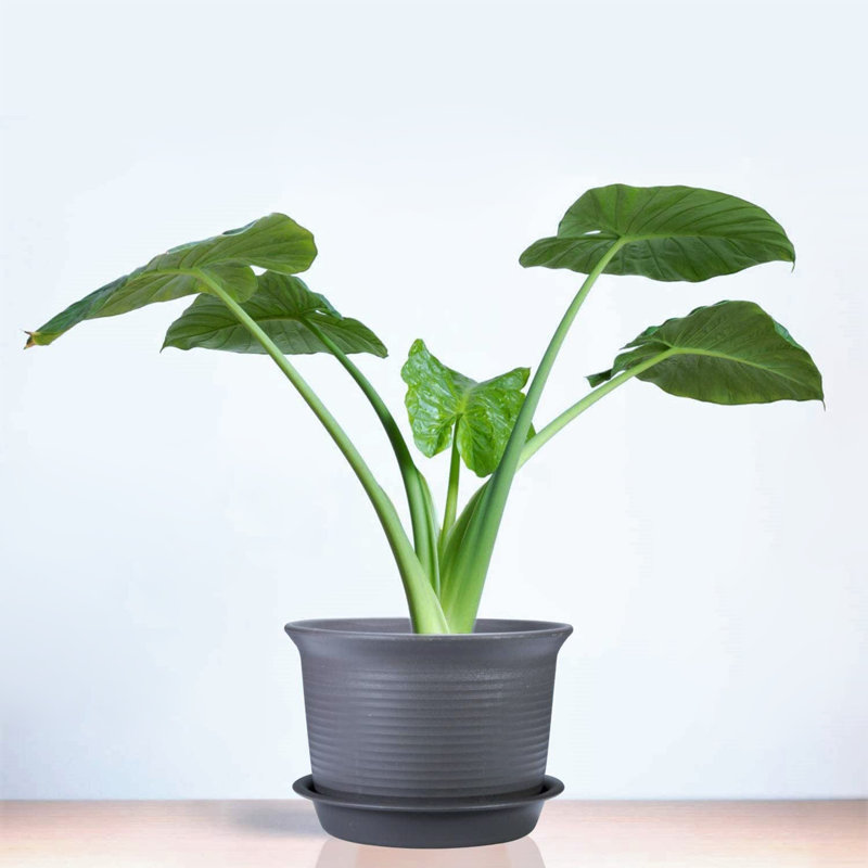 Nursery Pot, Black Grey