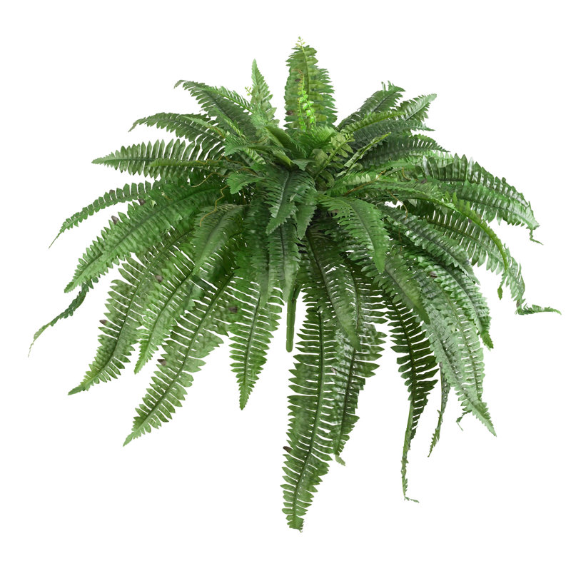 Ensemble de 2 plantes fougères Boston, H 21 po x l 48 po x p 48 po