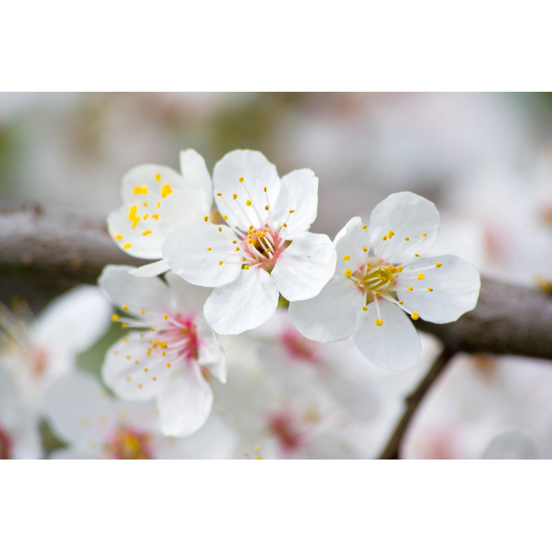 Stambruges Apple Blossoms In Spring - Wrapped Canvas Print, 30cm H x 46cm W x 3.8cm D