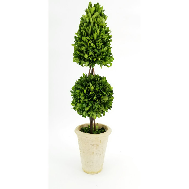 Topiaire en pot 18" buis préservé