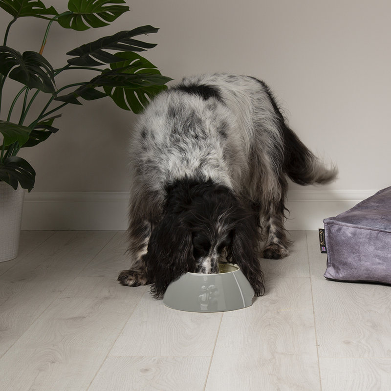 Pet Bowl