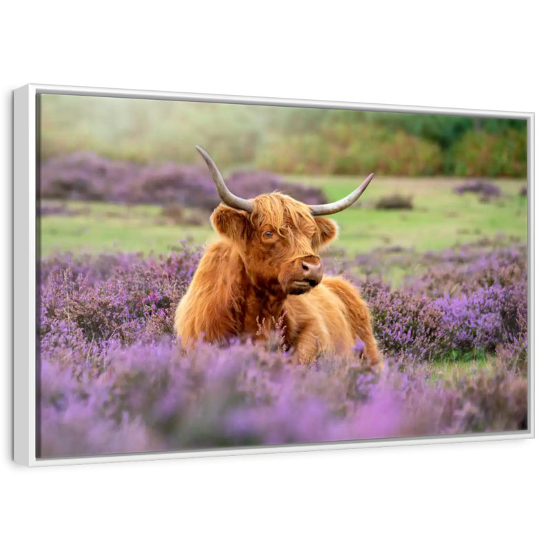 Highland Cow Paradise, Cadre flottant blanc, 43 po x 29 po