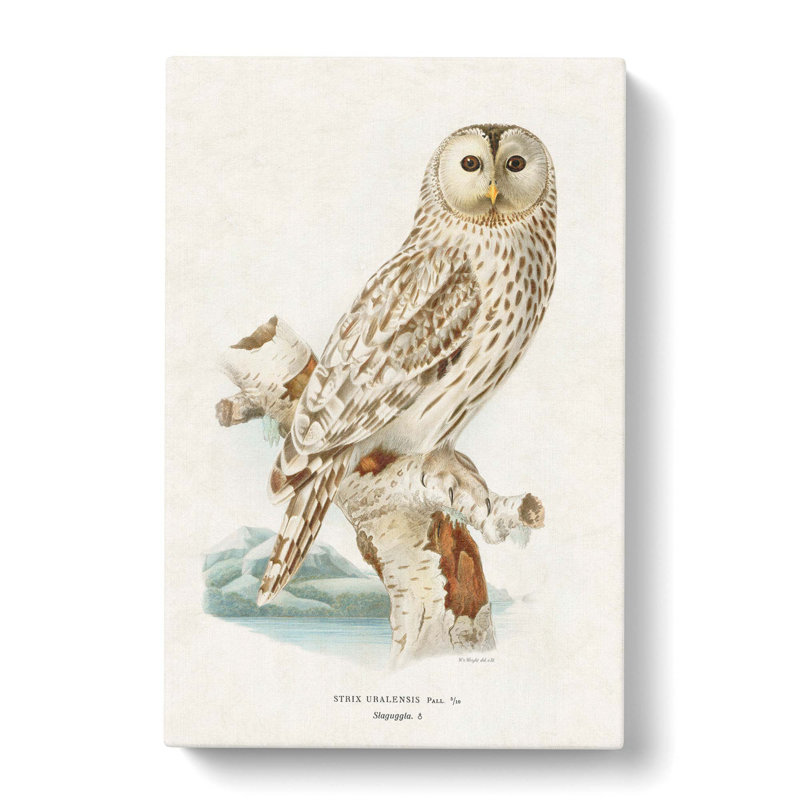 Ural Owl by Von Wright - Wrapped Canvas Painting, 50cm H x 35cm W x 3cm D