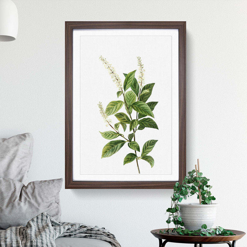 Virginia Sweetspire Flowers by Pierre-Joseph Redoute - Picture Frame Painting Print, 36cm H x 27cm W x 2cm D, Walnut Framed