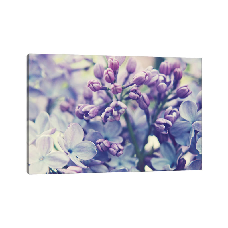 Scent Of Lilac by Lupen Grainne - Wrapped Canvas Gallery-Wrapped Canvas Giclée, 20.32 cm H x 30.48 cm W