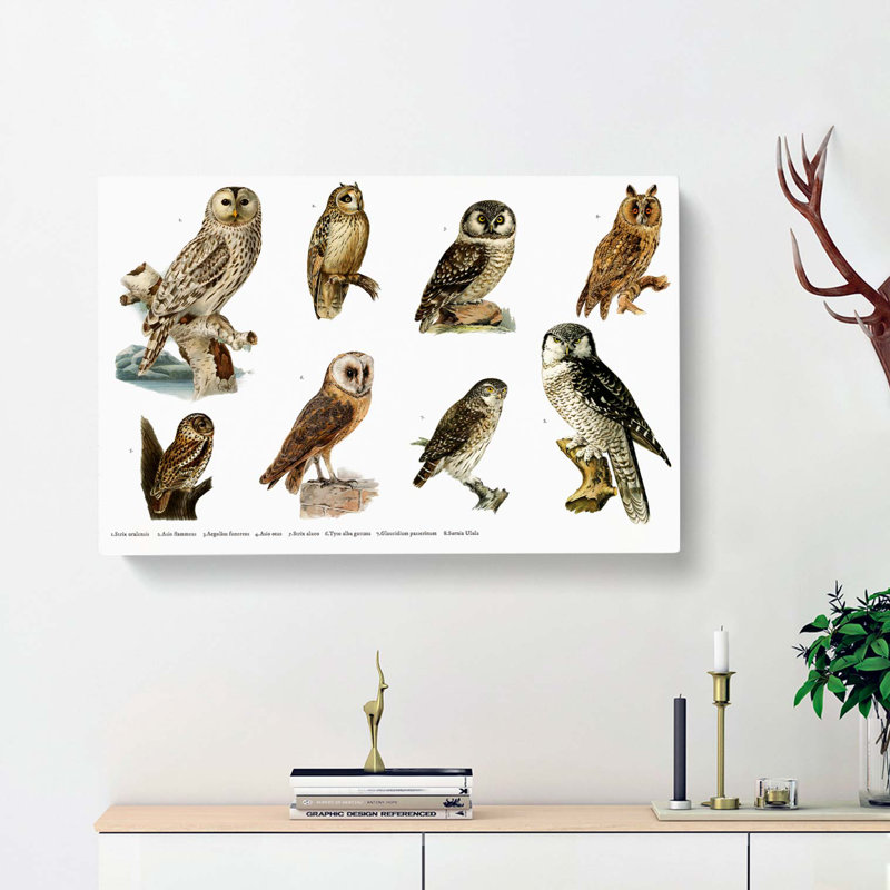 Owl Illustrations by Von Wright - Wrapped Canvas, 35cm H x 50cm W x 3cm D