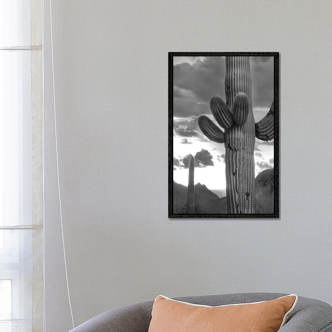 Saguaro Kakteen, Tucson Mountains, Arizona von Tim Fitzharris - Galerie-verpackte Leinwand Giclée auf Leinwand