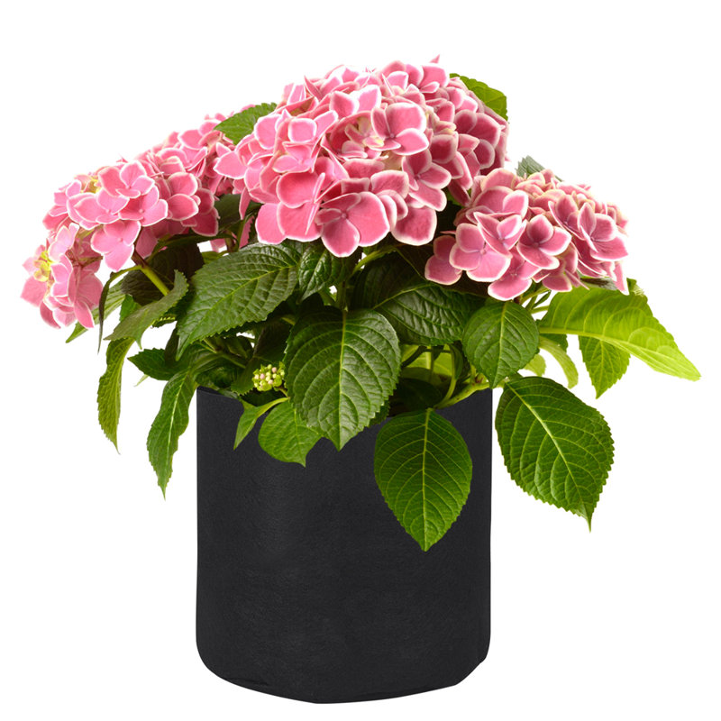 Anielka 10-Piece Plastic Nursery Pot, 7.9" H x 7.9" W x 7.9" D