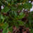 1 Gallon Autumn Rouge Encore Azalea - Reblooming Evergreen Shrub with Red-Pink Flowers