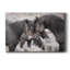 Chevaux sauvages - reproduction sur toile tendue-910359637