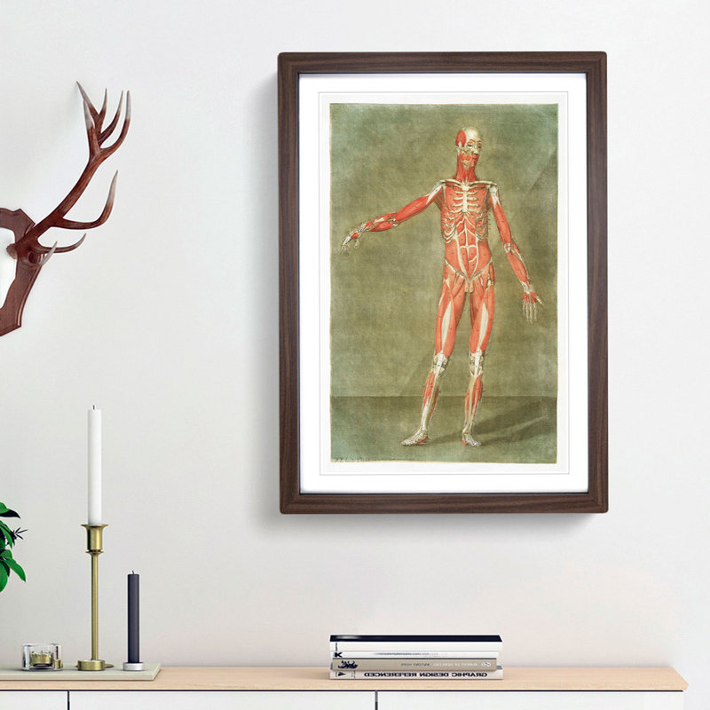 Anatomical Illustration of a Male No. 2 by Gautier-Dagoty - Picture Frame Painting Print, 48cm H x 36cm W x 2cm D
