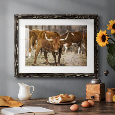 Longhorns