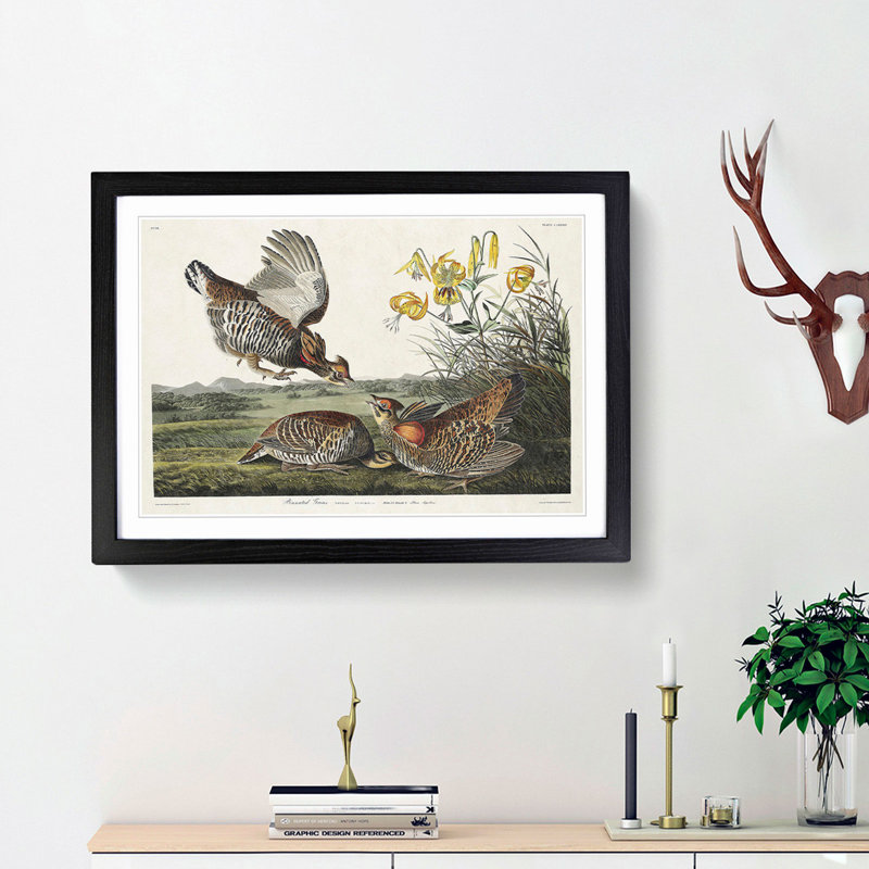 Pinnated Grouse Birds by John Audubon - Framed Print, 36cm H x 48cm W x 2cm D, Black Framed