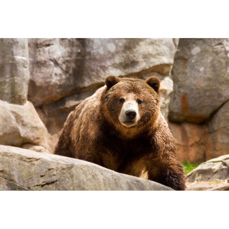 Bear - Wrapped Canvas Print, 30cm H x 46cm W x 3.8cm D