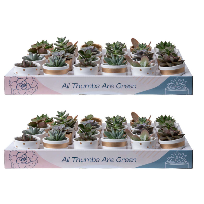48 Piece Costa Farms Live Mini Succulent Low Maintenance Plant in Ceramic Pot