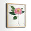 Imprimé encadré PressedCamelliaI-Premium - prêt à être accroché - aucun clou requis - aucun clou requis-216436311-216436305