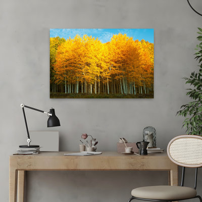 Aspen Trees In Autumn Last Dollar Road Telluride Colorado Usa Abstract Contemporary Forest Landscape Art