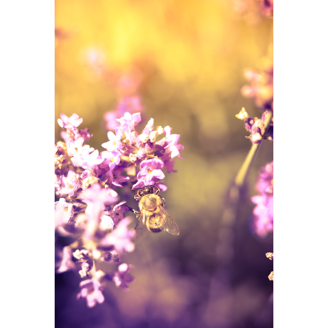 Bienen bestäuben Lavendel - Drucken