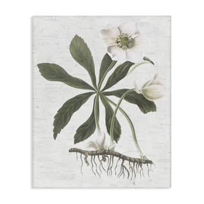 Art mural Magnolia Flower Study par lettré et doublé