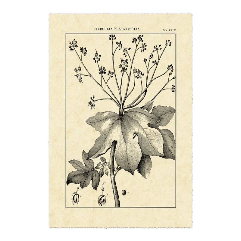Vintage Botanical Study I by Sellier - Wrapped Canvas Print, 122cm H x 81cm W x 3.8cm D