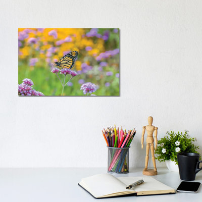 Close-Up Of Monarch Butterfly On Wildflower, Boothbay Harbor, Maine, USA by Panoramic Images - Gallery-Wrapped Canvas Giclée on Canvas