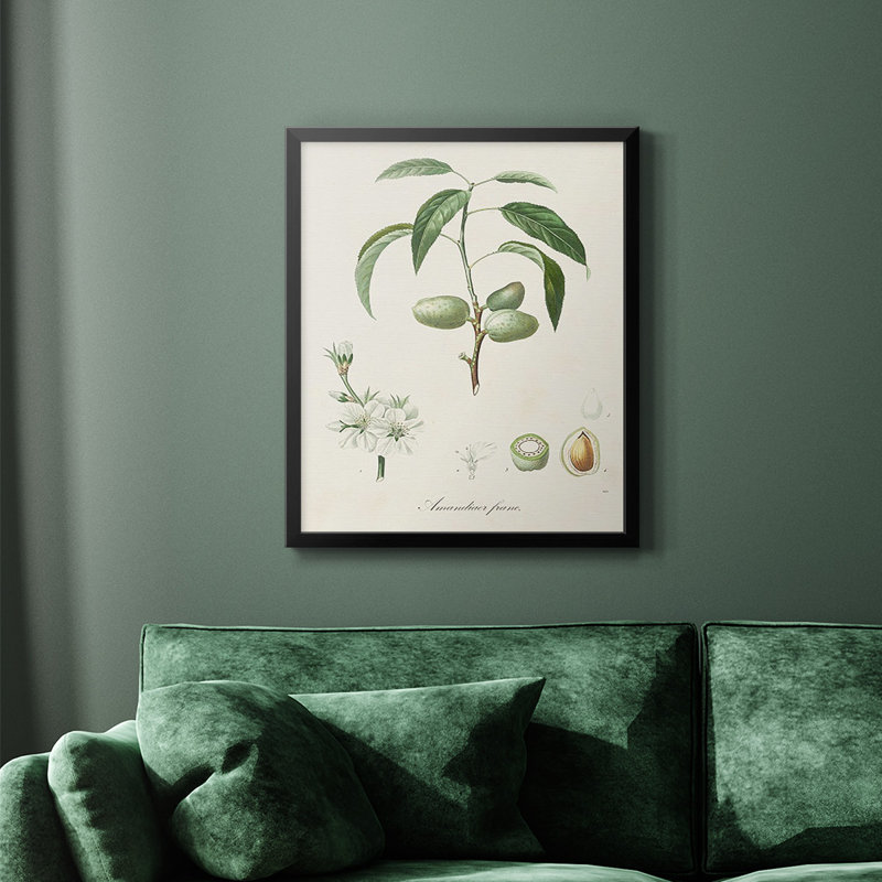 Toile encadrée de qualité supérieure antique avec amande botanique I - prête à être accrochée, Noir, H 24 po x l 20 po