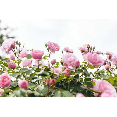«Pink Rose Bush» par Kburgers - photographie sur toile tendue