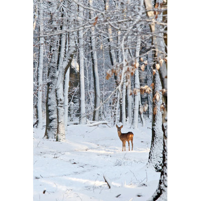 Deer in Snow Covered Forest by Lionh