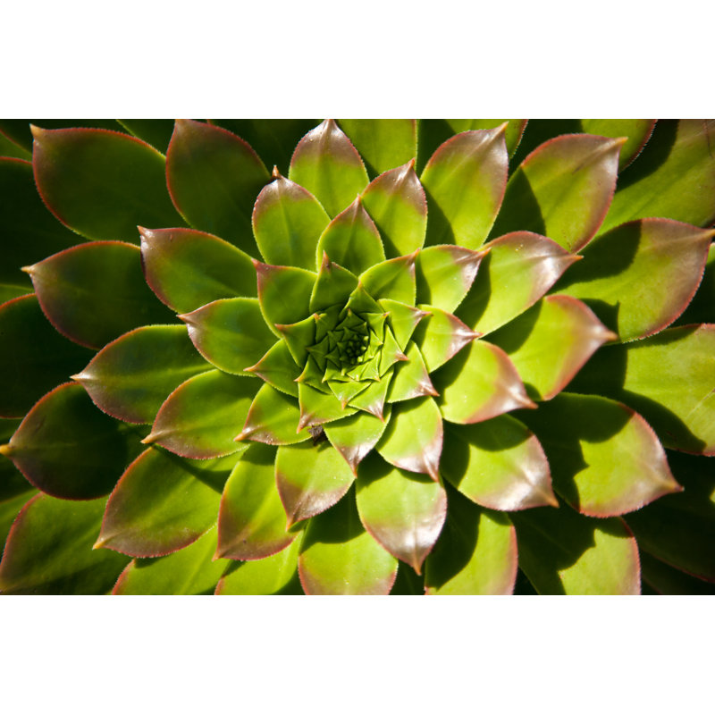 Fibonacci Plant par Superflyimage, H 12 po x l 18 po