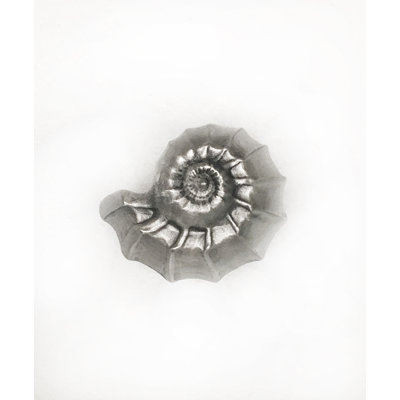 Tropical 3/2" Length Snail Novelty Knob