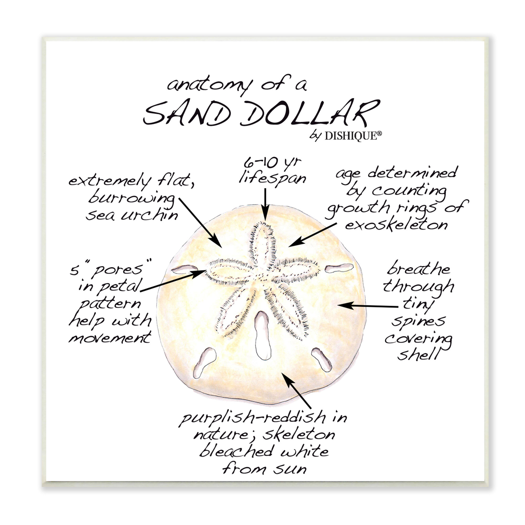 Natural Sand Dollars, Set of 50