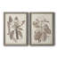 Antique sépia botanics VIIP, toile encadrée de qualité supérieure - prête à être accrochée-644339444-644339447
