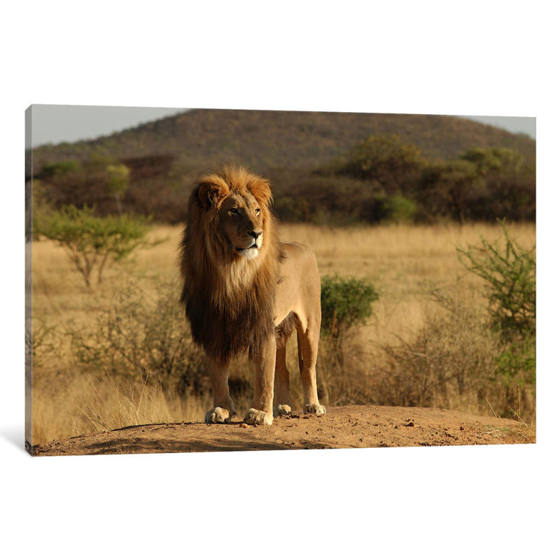 African Lion - Print on Canvas, 101.6 cm H x 66.04 cm W x 1.91 cm D, Wrapped Canvas