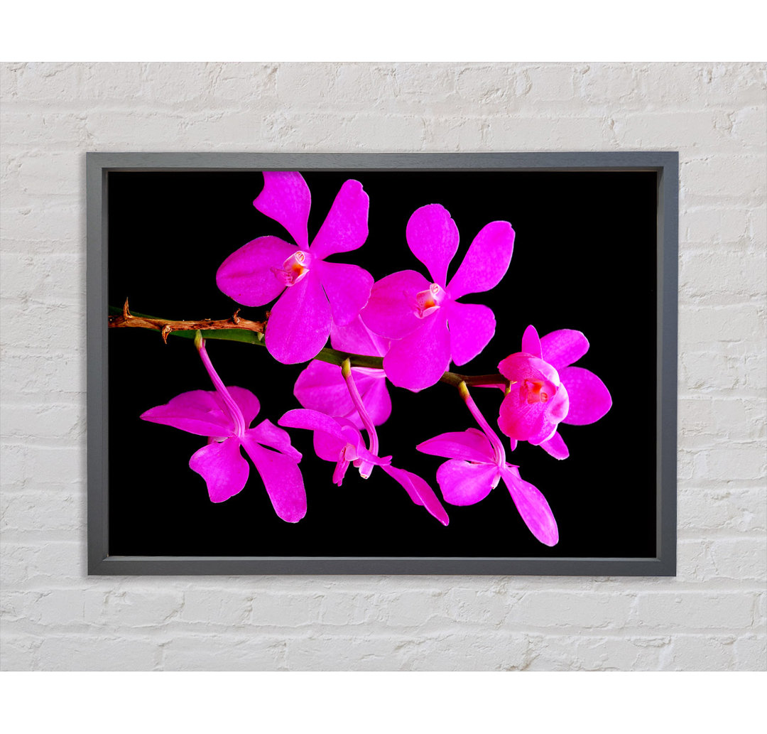 Vibrant Pink Beauties - Einzelne Bilderrahmen Kunstdrucke auf Leinwand