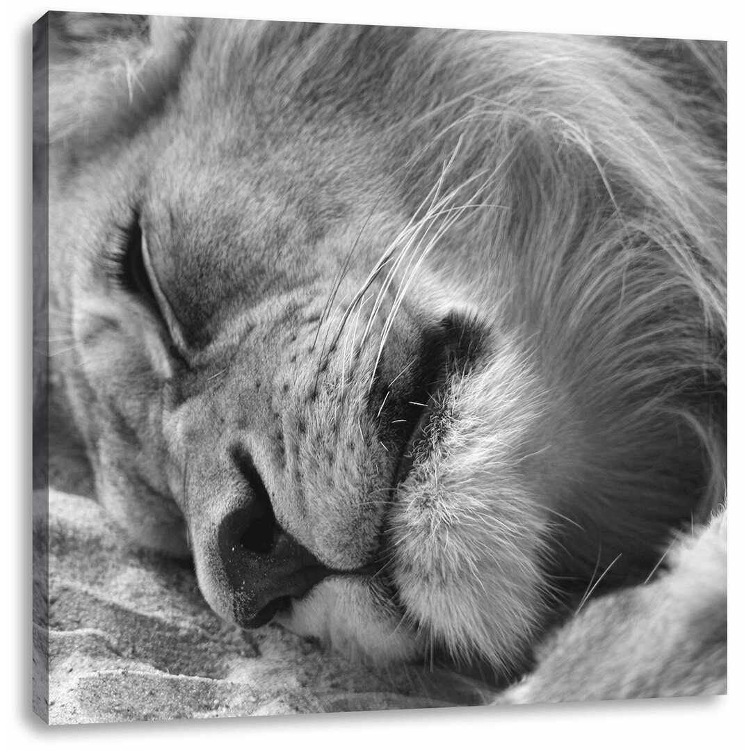 Leinwandbild Sleeping Lion