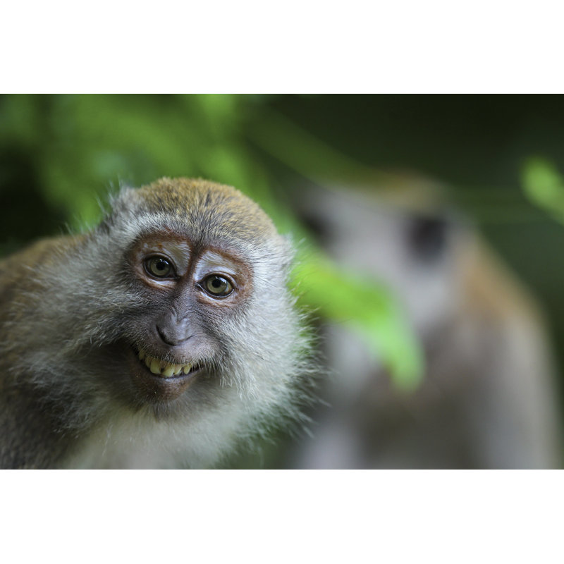 Monkey by MD Shahjehan - Wrapped Canvas Print, 30cm H x 46cm W 