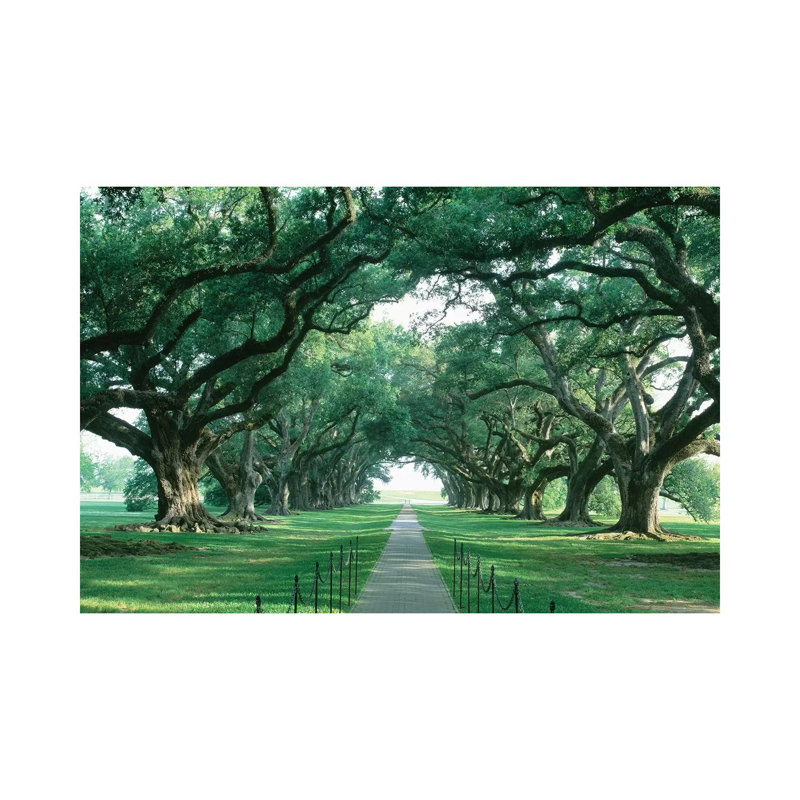 Brick Path Through Alley Of Oak Trees, Louisiana, New Orleans, USA by Panoramic Images - Wrapped Canvas Print