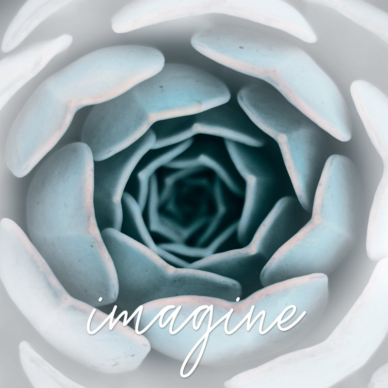 Imagine Subtle Succulent - Wrapped Canvas Print, 30cm H x 30cm W x 3.8cm D