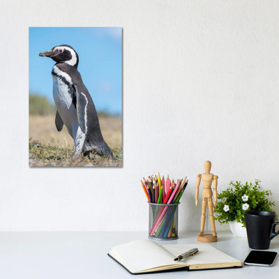 Magellanic Penguin in Colony in Valdes, Patagonia, Argentina, Valdes 1 Piece Wrapped Canvas Wall Art